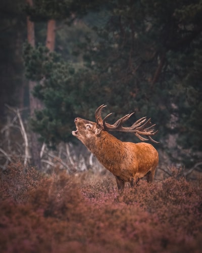 棕色雄鹿在地上的野生动物摄影